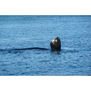 รูปถ่าย แอฟริกาใต้(South Africa) เฮอร์มานัส(Harmanus) 2008-09 82