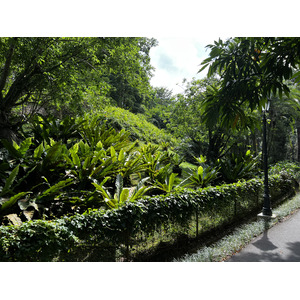 รูปถ่าย สิงคโปร์(Singapore) สวนพฤกษศาสตร์สิงคโปร์(Singapore Botanic Gardens) 2023-01 124