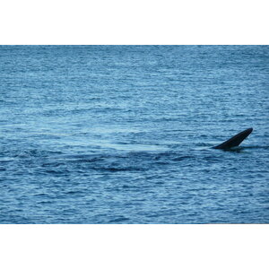 รูปถ่าย แอฟริกาใต้(South Africa) เฮอร์มานัส(Harmanus) 2008-09 114