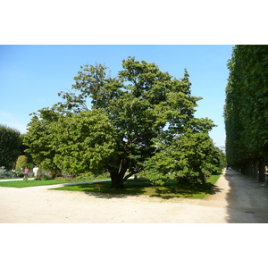รูปถ่าย ฝรั่งเศส(France) ปารีส(Paris) สวนพันธ์ุพืช(Jardin des Plantes) 2007-08 217