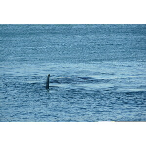 รูปถ่าย แอฟริกาใต้(South Africa) เฮอร์มานัส(Harmanus) 2008-09 140