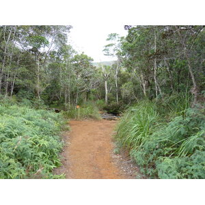 รูปถ่าย นิวแคลิโดเนีย(New Caledonia) อุทยานริเวียร์เบลอ(Parc de la Riviere Bleue) 2010-05 38