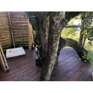 รูปถ่าย กวาเดอลูป(Guadeloupe) แซ็งตาน(Sainte Anne) 2021-02 87