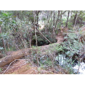 รูปถ่าย นิวแคลิโดเนีย(New Caledonia) อุทยานริเวียร์เบลอ(Parc de la Riviere Bleue) 2010-05 63