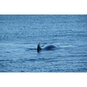 รูปถ่าย แอฟริกาใต้(South Africa) เฮอร์มานัส(Harmanus) 2008-09 302