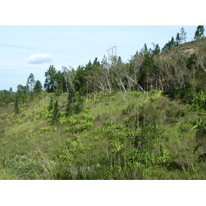 รูปถ่าย นิวแคลิโดเนีย(New Caledonia) ถนนจากตงตูตาไปทีโอ(Tontouta to Thio road) 2010-05 89