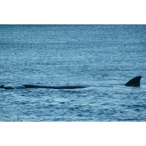 รูปถ่าย แอฟริกาใต้(South Africa) เฮอร์มานัส(Harmanus) 2008-09 303