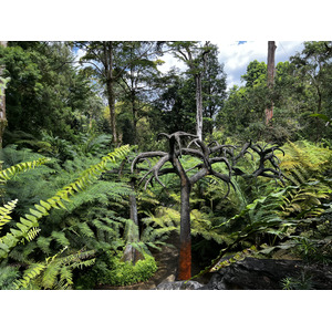 รูปถ่าย สิงคโปร์(Singapore) สวนพฤกษศาสตร์สิงคโปร์(Singapore Botanic Gardens) 2023-01 60