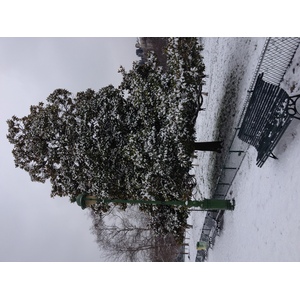 รูปถ่าย ฝรั่งเศส(France) ปารีส(Paris) สวนมงโซ(Monceau Garden) 2013-01 1