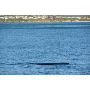 รูปถ่าย แอฟริกาใต้(South Africa) เฮอร์มานัส(Harmanus) 2008-09 44