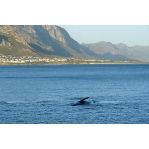 รูปถ่าย แอฟริกาใต้(South Africa) เฮอร์มานัส(Harmanus) 2008-09 7