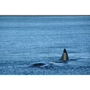 รูปถ่าย แอฟริกาใต้(South Africa) เฮอร์มานัส(Harmanus) 2008-09 25