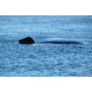 รูปถ่าย แอฟริกาใต้(South Africa) เฮอร์มานัส(Harmanus) 2008-09 218