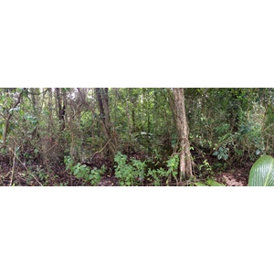 รูปถ่าย คอสตาริกา(Costa Rica) กาอุยตา(Cahuita) 2015-03 224