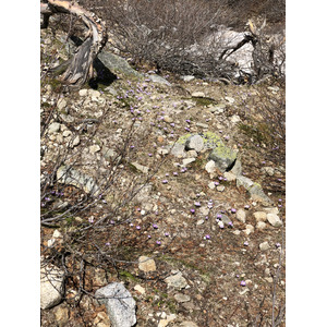 รูปถ่าย ฝรั่งเศส(France) คอร์สิคา(Corsica) ทะเลสาบเมโลและกาปีเตลโล(Lac de Melo et Capitello) 2021-06 275