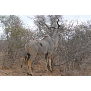 รูปถ่าย แอฟริกาใต้(South Africa) อุทยานแห่งชาติครูเกอร์(Kruger National Park) แม่น้ำซาเบิล(Sable River) 2008-09 85