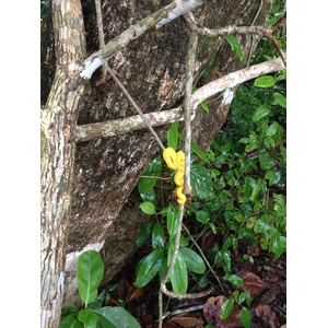 รูปถ่าย คอสตาริกา(Costa Rica) กาอุยตา(Cahuita) 2015-03 272