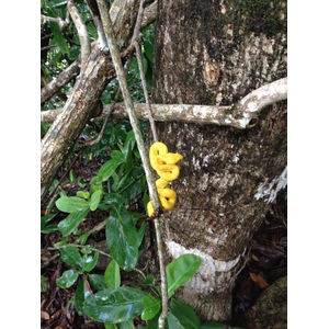 รูปถ่าย คอสตาริกา(Costa Rica) 2015-03 69