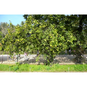 รูปถ่าย ฝรั่งเศส(France) ปารีส(Paris) สวนพันธ์ุพืช(Jardin des Plantes) 2007-08 84