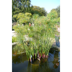รูปถ่าย ฝรั่งเศส(France) ปารีส(Paris) สวนพันธ์ุพืช(Jardin des Plantes) 2007-08 162