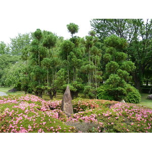 รูปถ่าย ญี่ปุ่น(Japan) เกียวโต(Kyoto) ปราสาทนิโจ(Nijo Castle) 2010-06 34