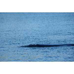 รูปถ่าย แอฟริกาใต้(South Africa) เฮอร์มานัส(Harmanus) 2008-09 230