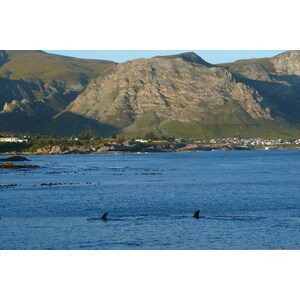 รูปถ่าย แอฟริกาใต้(South Africa) เฮอร์มานัส(Harmanus) 2008-09 289