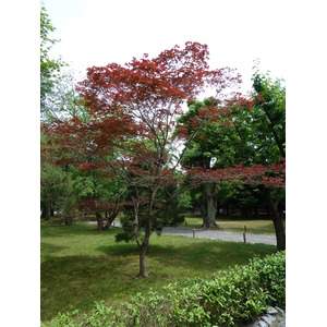 รูปถ่าย ญี่ปุ่น(Japan) เกียวโต(Kyoto) ปราสาทนิโจ(Nijo Castle) 2010-06 113