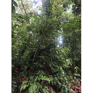 รูปถ่าย กวาเดอลูป(Guadeloupe) น้ำตกกุ้งเครย์ฟิช(Cascade aux ecrevisses) 2021-02 1