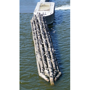 รูปถ่าย สาธารณรัฐเช็ก(Czech Republic) ปราก(Prague) แม่น้ำวัลตาวา(Vltava river) 2007-07 46
