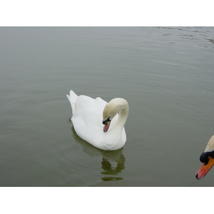 รูปถ่าย อังกฤษ(United Kingdom) ปราสาทลีดส์(Leeds castle) 2001-04 4