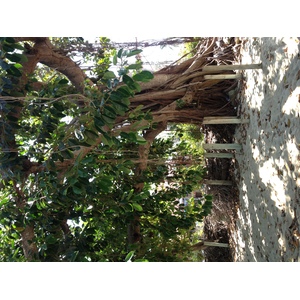 รูปถ่าย ปานามา(Panama) เกาะคอนตาโดรา(Contadora Island) 2015-03 141