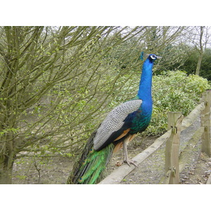 รูปถ่าย อังกฤษ(United Kingdom) ปราสาทลีดส์(Leeds castle) 2001-04 11