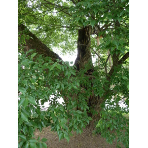 รูปถ่าย ญี่ปุ่น(Japan) เกียวโต(Kyoto) สวนเกียวโตเกียวเอ็ง(Kyoto Gyoen Garden) 2010-06 44