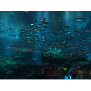 รูปถ่าย สหรัฐอาหรับเอมิเรตส์(United Arab Emirates) ดูไบ(Dubai) ดูไบมอลล์(The Dubai Mall) 2011-12 83