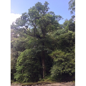 รูปถ่าย คอสตาริกา(Costa Rica) แม่น้ำปากัวเร(Pacuare River) 2015-03 238