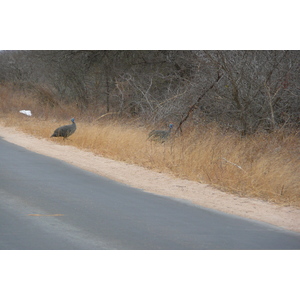 รูปถ่าย แอฟริกาใต้(South Africa) อุทยานแห่งชาติครูเกอร์(Kruger National Park) แม่น้ำซาเบิล(Sable River) 2008-09 29