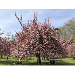 รูปถ่าย ฝรั่งเศส(France) สวนโซ(Parc de Sceaux) 2019-04 95