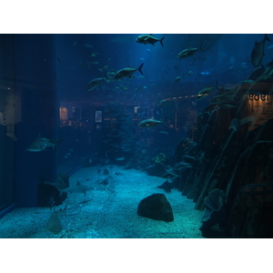 รูปถ่าย สหรัฐอาหรับเอมิเรตส์(United Arab Emirates) ดูไบ(Dubai) ดูไบมอลล์(The Dubai Mall) 2011-12 95