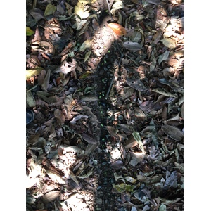 รูปถ่าย คอสตาริกา(Costa Rica) อูบีตา(Uvita) 2015-03 99