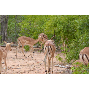 รูปถ่าย แอฟริกาใต้(South Africa) อุทยานแห่งชาติครูเกอร์(Kruger National Park) 2008-09 118