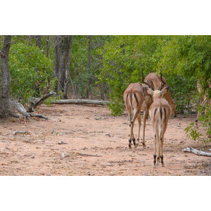 รูปถ่าย แอฟริกาใต้(South Africa) อุทยานแห่งชาติครูเกอร์(Kruger National Park) 2008-09 105