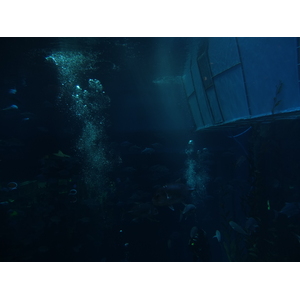 รูปถ่าย สหรัฐอาหรับเอมิเรตส์(United Arab Emirates) ดูไบ(Dubai) ดูไบมอลล์(The Dubai Mall) 2011-12 87