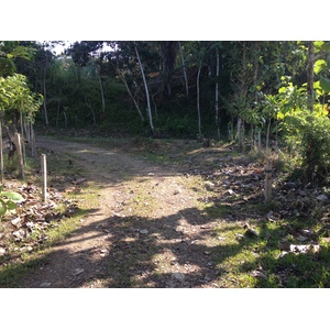รูปถ่าย คอสตาริกา(Costa Rica) อูบีตา(Uvita) 2015-03 108