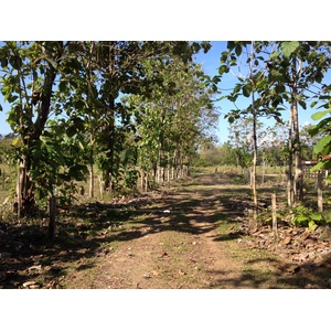 รูปถ่าย คอสตาริกา(Costa Rica) อูบีตา(Uvita) 2015-03 102