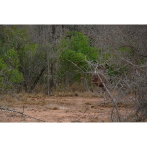 รูปถ่าย แอฟริกาใต้(South Africa) อุทยานแห่งชาติครูเกอร์(Kruger National Park) 2008-09 117