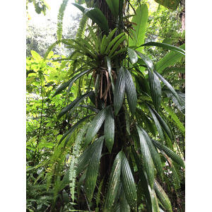 รูปถ่าย กวาเดอลูป(Guadeloupe) น้ำตกกุ้งเครย์ฟิช(Cascade aux ecrevisses) 2021-02 22