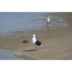 รูปถ่าย แอฟริกาใต้(South Africa) ถนนจากเฮอร์มานัสไปไนส์นา(Harmanus to Knysna road) 2008-09 88