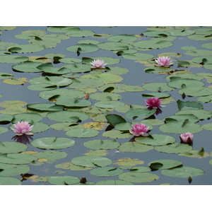รูปถ่าย ญี่ปุ่น(Japan) เกียวโต(Kyoto) วัดเรียวอันจิ(Ryoanji Temple) 2010-06 104