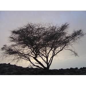 รูปถ่าย โอมาน(Oman) จากบูไรมิไปถนนโซฮาร์(Buraimi to Sohar road) 2005-03 31